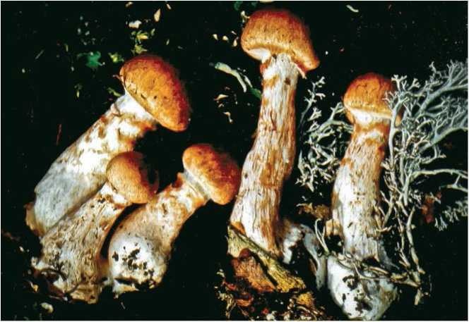 Иллюстрация к книге — Малоизвестные съедобные грибы [i_088.jpg]