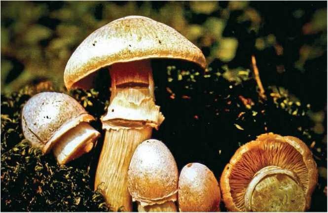 Иллюстрация к книге — Малоизвестные съедобные грибы [i_091.jpg]