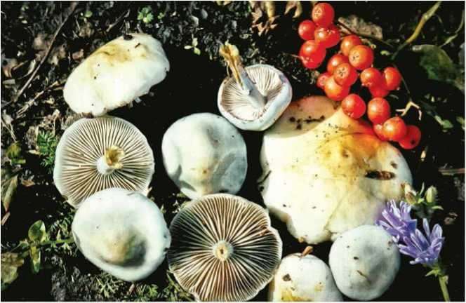 Иллюстрация к книге — Малоизвестные съедобные грибы [i_096.jpg]