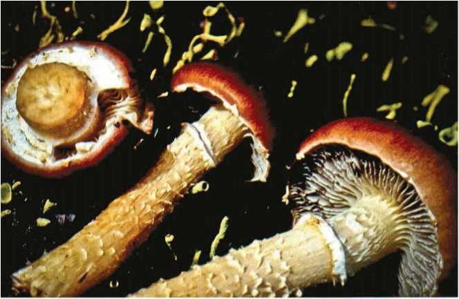 Иллюстрация к книге — Малоизвестные съедобные грибы [i_097.jpg]