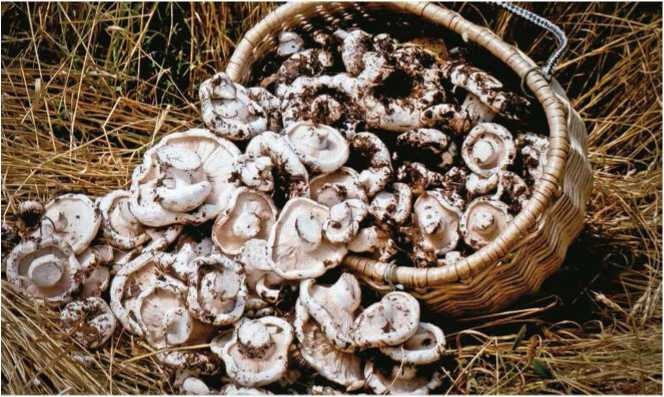 Иллюстрация к книге — Малоизвестные съедобные грибы [i_099.jpg]