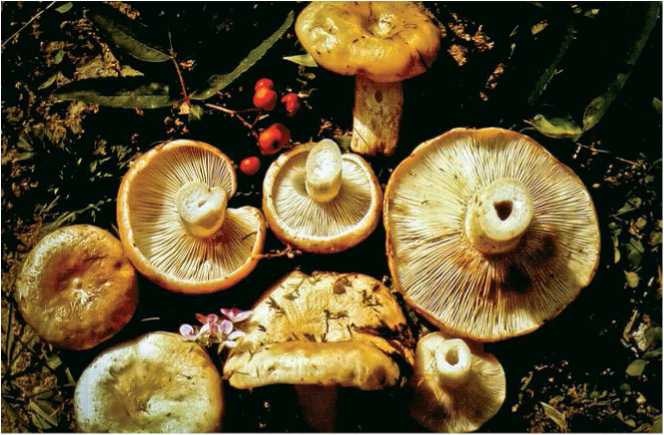 Иллюстрация к книге — Малоизвестные съедобные грибы [i_100.jpg]