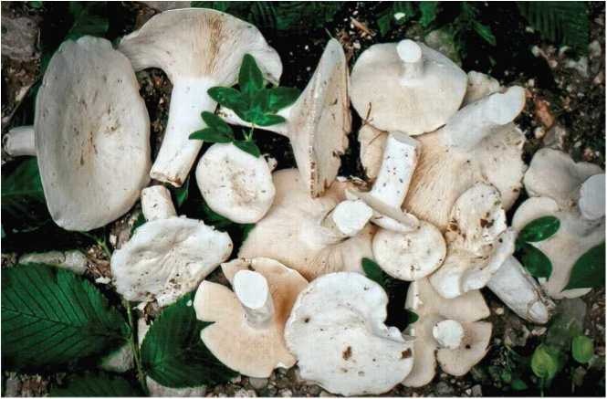 Иллюстрация к книге — Малоизвестные съедобные грибы [i_101.jpg]