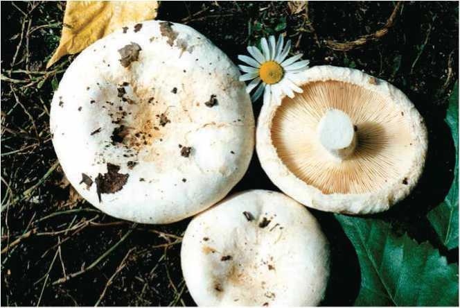 Иллюстрация к книге — Малоизвестные съедобные грибы [i_102.jpg]