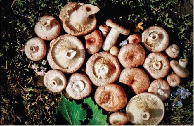 Иллюстрация к книге — Малоизвестные съедобные грибы [i_106.jpg]