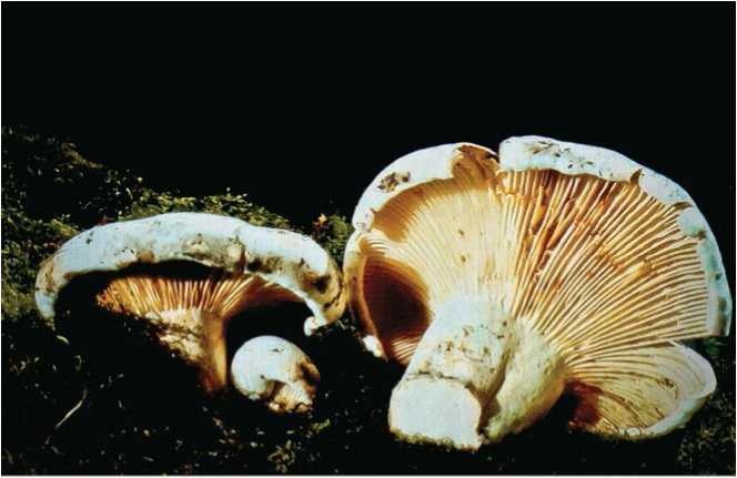 Иллюстрация к книге — Малоизвестные съедобные грибы [i_108.jpg]