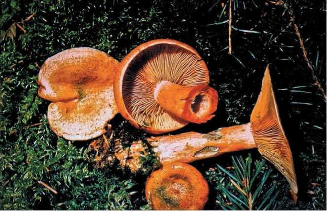 Иллюстрация к книге — Малоизвестные съедобные грибы [i_116.jpg]