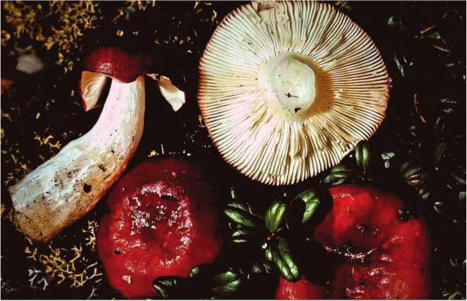 Иллюстрация к книге — Малоизвестные съедобные грибы [i_124.jpg]