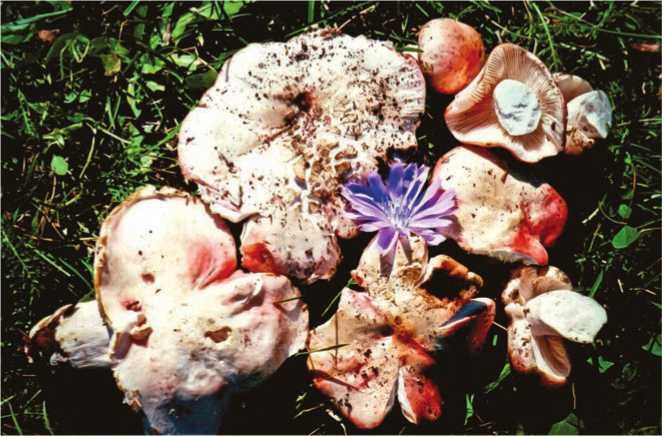 Иллюстрация к книге — Малоизвестные съедобные грибы [i_127.jpg]