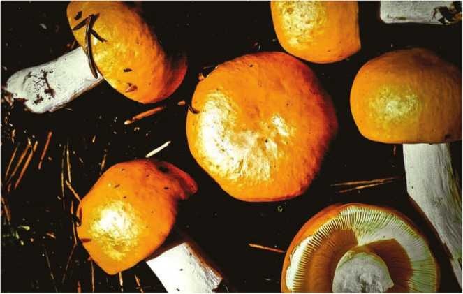 Иллюстрация к книге — Малоизвестные съедобные грибы [i_132.jpg]