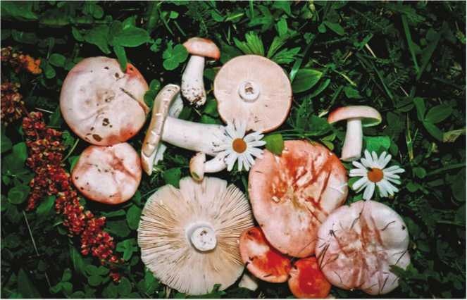 Иллюстрация к книге — Малоизвестные съедобные грибы [i_134.jpg]