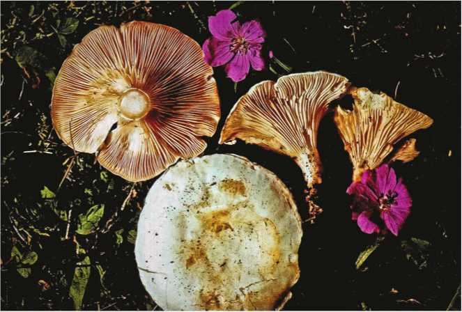 Иллюстрация к книге — Малоизвестные съедобные грибы [i_137.jpg]