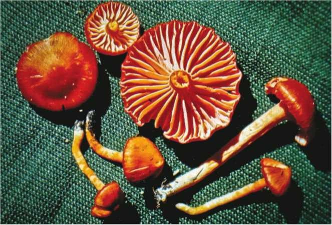 Иллюстрация к книге — Малоизвестные съедобные грибы [i_138.jpg]