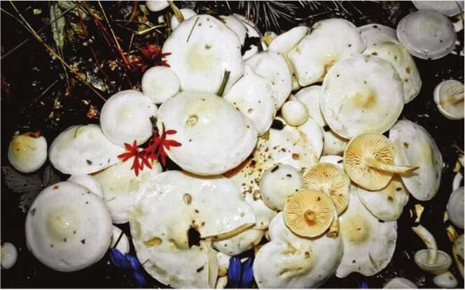 Иллюстрация к книге — Малоизвестные съедобные грибы [i_139.jpg]