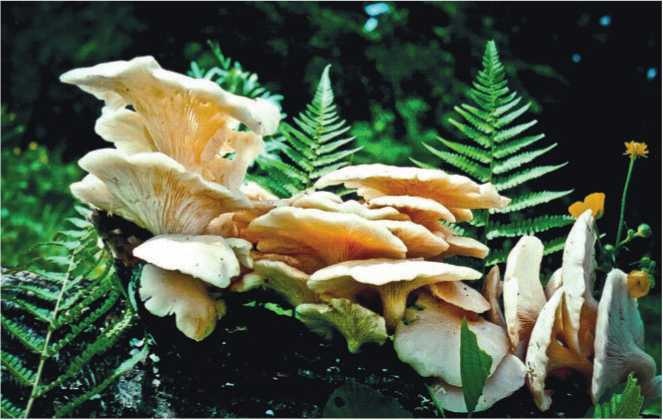 Иллюстрация к книге — Малоизвестные съедобные грибы [i_143.jpg]