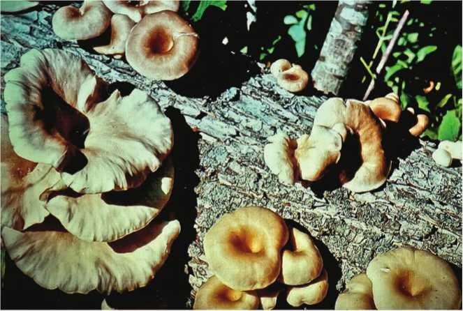 Иллюстрация к книге — Малоизвестные съедобные грибы [i_145.jpg]