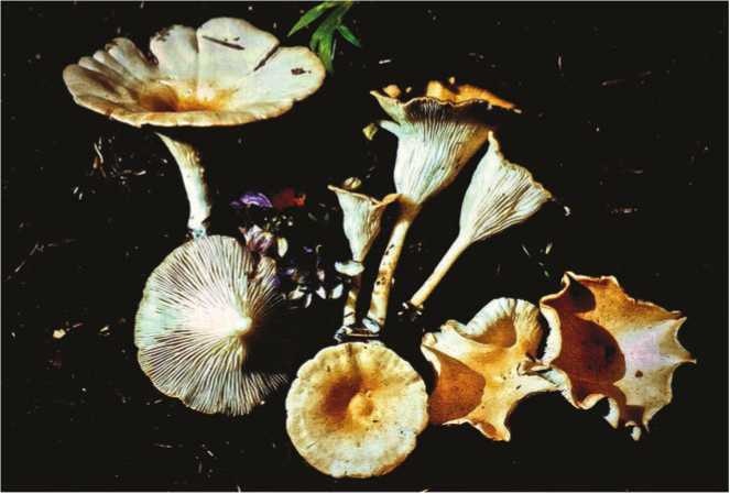 Иллюстрация к книге — Малоизвестные съедобные грибы [i_148.jpg]