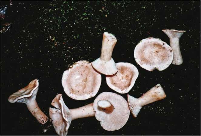 Иллюстрация к книге — Малоизвестные съедобные грибы [i_150.jpg]