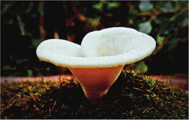 Иллюстрация к книге — Малоизвестные съедобные грибы [i_151.jpg]