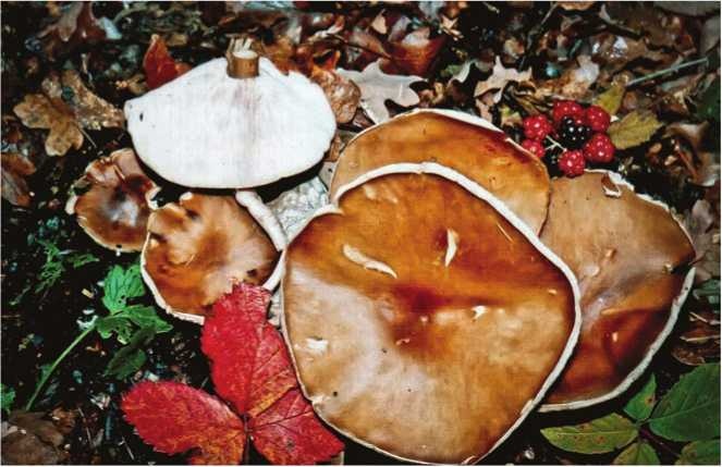 Иллюстрация к книге — Малоизвестные съедобные грибы [i_156.jpg]