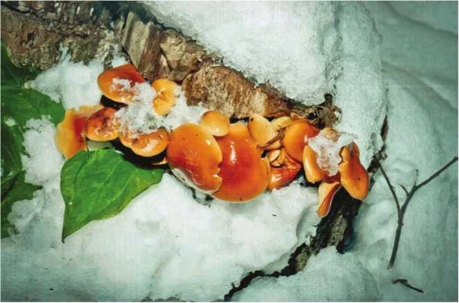 Иллюстрация к книге — Малоизвестные съедобные грибы [i_157.jpg]