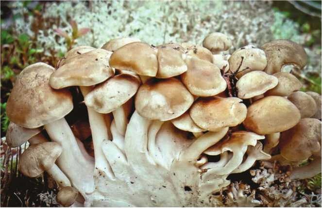 Иллюстрация к книге — Малоизвестные съедобные грибы [i_162.jpg]