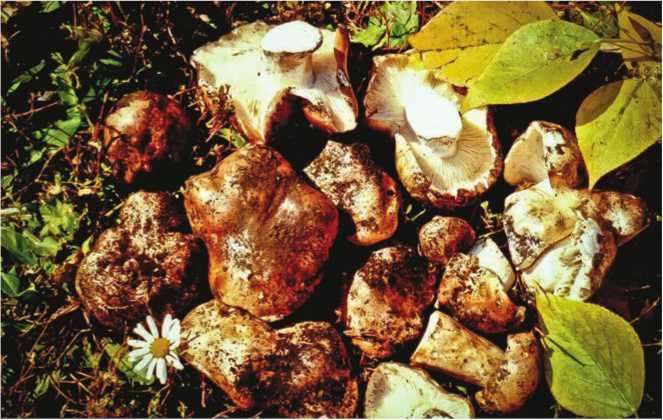 Иллюстрация к книге — Малоизвестные съедобные грибы [i_163.jpg]