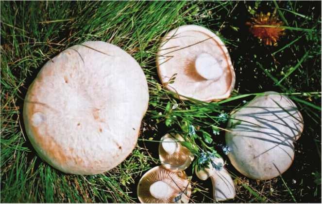 Иллюстрация к книге — Малоизвестные съедобные грибы [i_164.jpg]