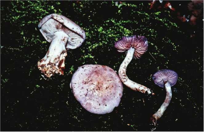 Иллюстрация к книге — Малоизвестные съедобные грибы [i_165.jpg]