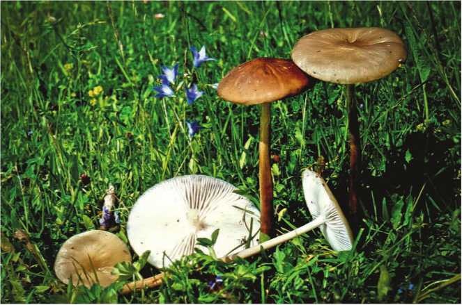 Иллюстрация к книге — Малоизвестные съедобные грибы [i_170.jpg]