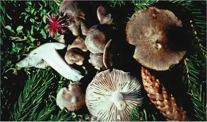 Иллюстрация к книге — Малоизвестные съедобные грибы [i_173.jpg]