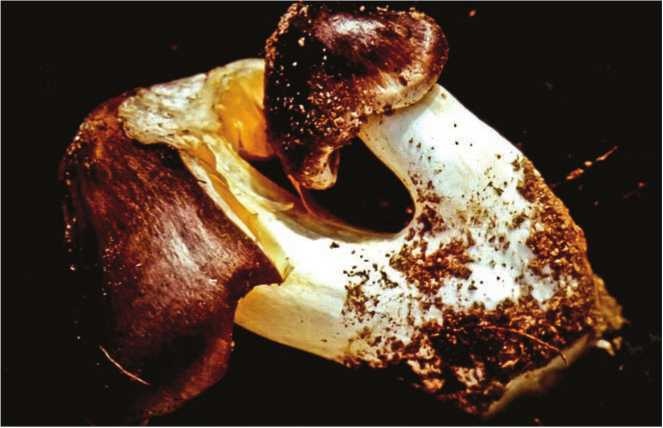 Иллюстрация к книге — Малоизвестные съедобные грибы [i_177.jpg]