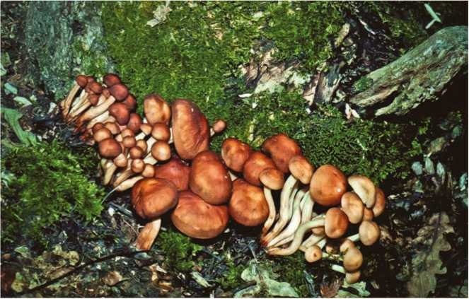 Иллюстрация к книге — Малоизвестные съедобные грибы [i_179.jpg]