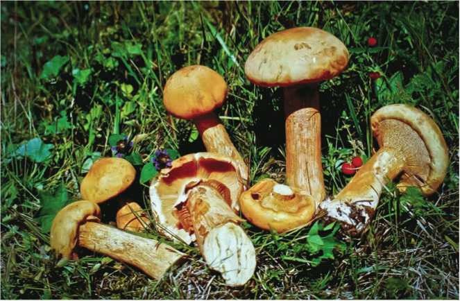 Иллюстрация к книге — Малоизвестные съедобные грибы [i_181.jpg]