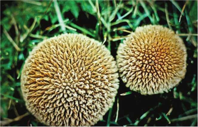 Иллюстрация к книге — Малоизвестные съедобные грибы [i_184.jpg]