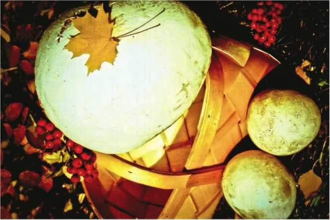 Иллюстрация к книге — Малоизвестные съедобные грибы [i_185.jpg]