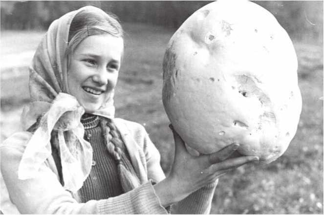 Иллюстрация к книге — Малоизвестные съедобные грибы [i_186.jpg]