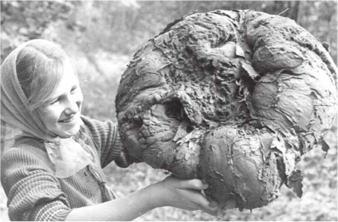 Иллюстрация к книге — Малоизвестные съедобные грибы [i_187.jpg]