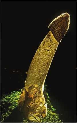 Иллюстрация к книге — Малоизвестные съедобные грибы [i_190.jpg]