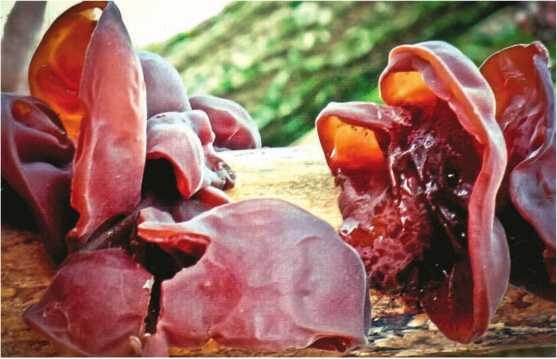 Иллюстрация к книге — Малоизвестные съедобные грибы [i_191.jpg]