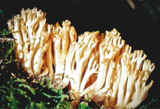 Иллюстрация к книге — Малоизвестные съедобные грибы [i_193.jpg]