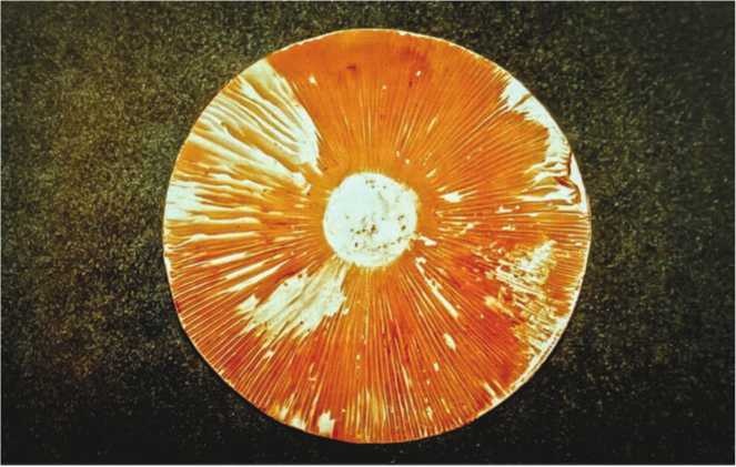 Иллюстрация к книге — Малоизвестные съедобные грибы [i_195.jpg]