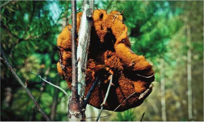 Иллюстрация к книге — Малоизвестные съедобные грибы [i_197.jpg]