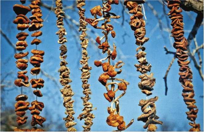 Иллюстрация к книге — Малоизвестные съедобные грибы [i_199.jpg]