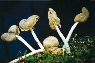 Иллюстрация к книге — Малоизвестные съедобные грибы [i_202.jpg]