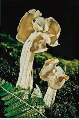 Иллюстрация к книге — Малоизвестные съедобные грибы [i_203.jpg]