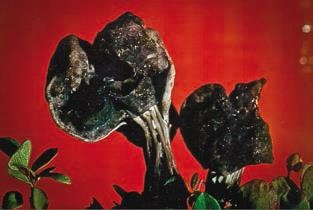 Иллюстрация к книге — Малоизвестные съедобные грибы [i_204.jpg]