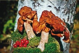 Иллюстрация к книге — Малоизвестные съедобные грибы [i_205.jpg]