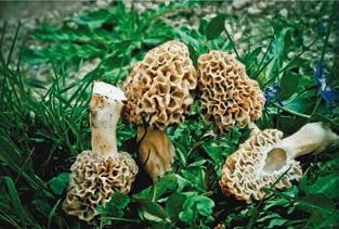 Иллюстрация к книге — Малоизвестные съедобные грибы [i_206.jpg]