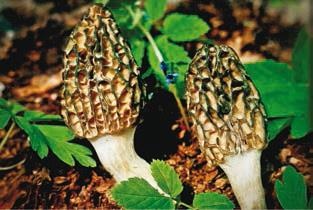 Иллюстрация к книге — Малоизвестные съедобные грибы [i_208.jpg]